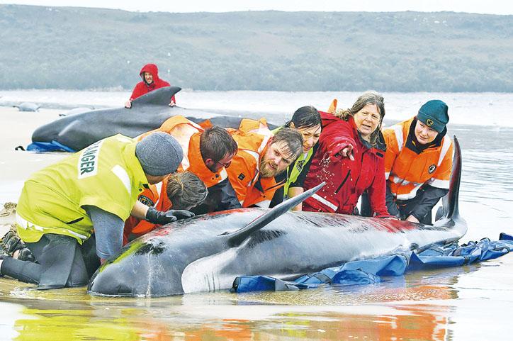 News feedGA tragedy for whales