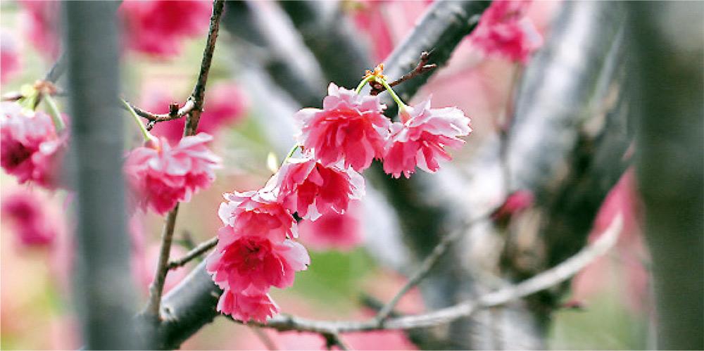 Talk of the town : Appreciate the beauty of flowers in Hong Kong