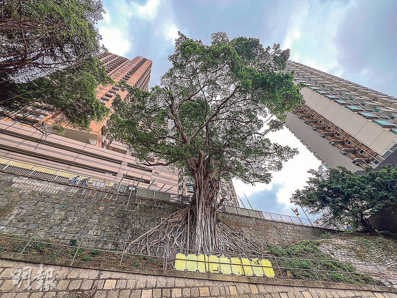 Talk of the townGGreening Hong Kong