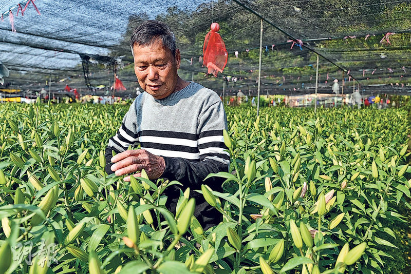 Talk of the townGAgriculture in Hong Kong